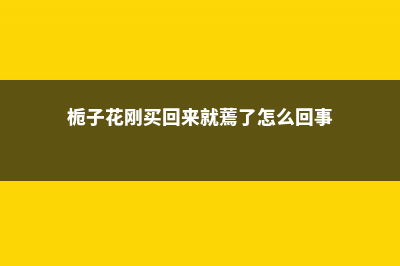 栀子花刚买回来怎么养 (栀子花刚买回来就蔫了怎么回事)