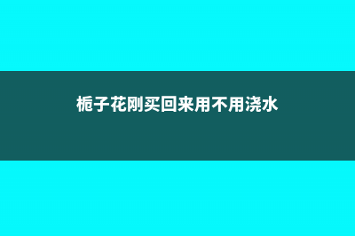 栀子花刚买回来就蔫了怎么办 (栀子花刚买回来用不用浇水)