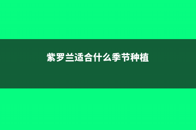 紫罗兰种植时间和方法 (紫罗兰适合什么季节种植)