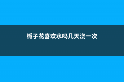 栀子花喜欢水吗 (栀子花喜欢水吗几天浇一次)