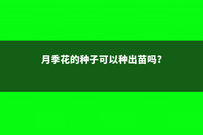 月季花的种子可以种吗 (月季花的种子可以种出苗吗?)