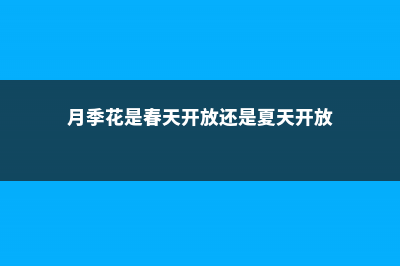 月季花是春天开的吗 (月季花是春天开放还是夏天开放)