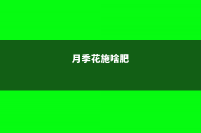 月季花施肥施什么肥料 (月季花施啥肥)