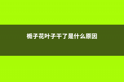 栀子花叶子干了有救吗 (栀子花叶子干了是什么原因)