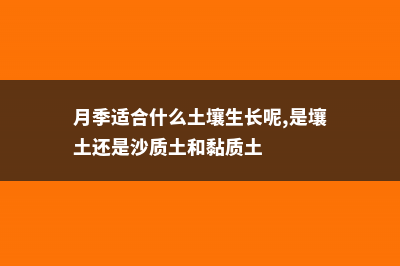 月季适合什么土壤 (月季适合什么土壤生长呢,是壤土还是沙质土和黏质土)