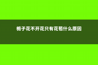 栀子花不开花只长叶子的原因 (栀子花不开花只有花苞什么原因)