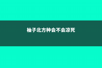 柚子北方可以种植吗 (柚子北方种会不会凉死)