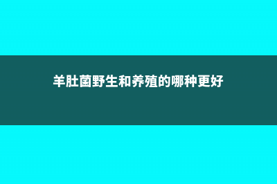 羊肚菌野生和养殖的区别 (羊肚菌野生和养殖的哪种更好)