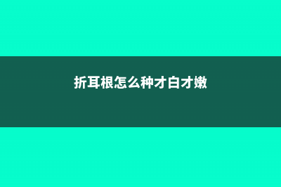 折耳根怎么种，什么时候种 (折耳根怎么种才白才嫩)