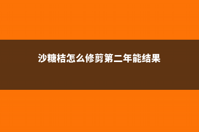 沙糖桔怎么修剪 (沙糖桔怎么修剪第二年能结果)