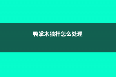 鸭掌木独杆怎么修剪 (鸭掌木独杆怎么处理)