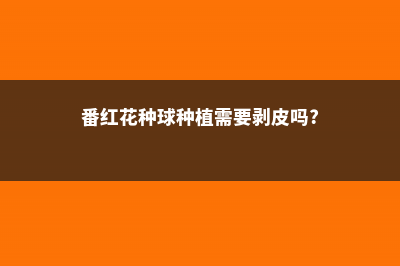 番红花种球种植方法（室内养殖方法） (番红花种球种植需要剥皮吗?)