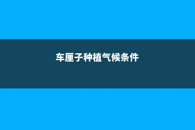 车厘子种植地理条件、时间、怎么种植 (车厘子种植气候条件)