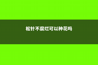 松针不腐烂可以种花吗 (松针不腐烂可以种花吗)