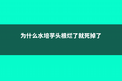 水培芋头很臭的原因 (为什么水培芋头根烂了就死掉了)