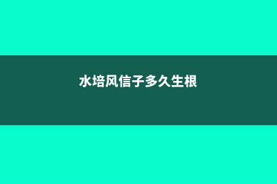 水培风信子多久换一次水 (水培风信子多久生根)