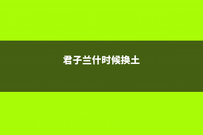 君子兰什时候换盆好 (君子兰什时候换土)