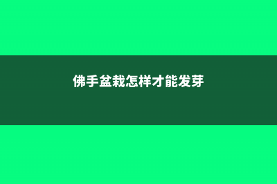 佛手盆栽怎样才能结果 (佛手盆栽怎样才能发芽)