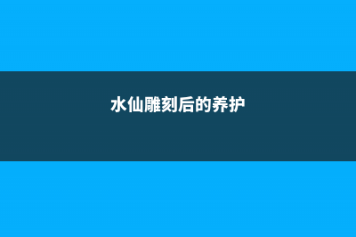 水仙为什么要雕刻 (水仙雕刻后的养护)