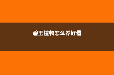 碧玉植物怎么施肥 (碧玉植物怎么养好看)