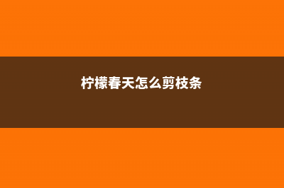 柠檬春天怎么剪枝 (柠檬春天怎么剪枝条)