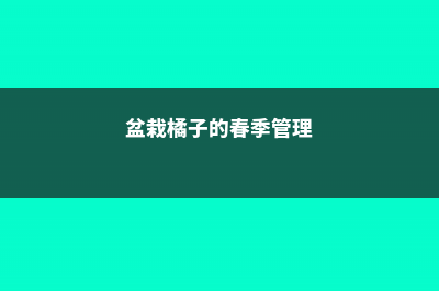 橘子春天室内如何浇水 (盆栽橘子的春季管理)