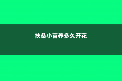 扶桑小苗春天怎样养护 (扶桑小苗养多久开花)