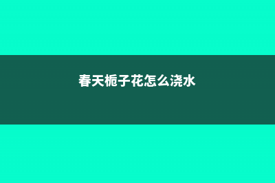 春天栀子花怎么扦插 (春天栀子花怎么浇水)