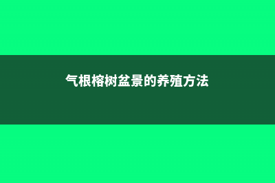 气根榕树盆景如何养殖 (气根榕树盆景的养殖方法)