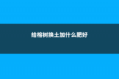 给榕树换土加什么肥料 (给榕树换土加什么肥好)