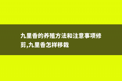 九里香的养殖方法 (九里香的养殖方法和注意事项修剪,九里香怎样移栽)