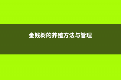 金钱树的养殖方法和注意事项 (金钱树的养殖方法与管理)