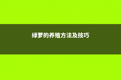 绿萝的养殖方法和注意事项 (绿萝的养殖方法及技巧)