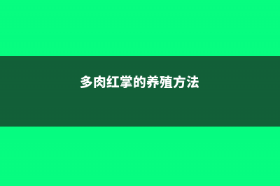 红掌的养殖方法和注意事项 (多肉红掌的养殖方法)