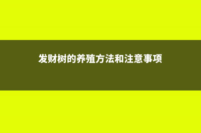 发财树的养殖方法和注意事项 (发财树的养殖方法和注意事项)