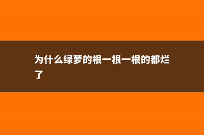 为什么绿萝的根都烂了 (为什么绿萝的根一根一根的都烂了)