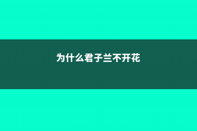 为什么君子兰不爱长 (为什么君子兰不开花)