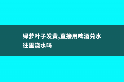 绿萝叶子能用啤酒擦吗 (绿萝叶子发黄,直接用啤酒兑水往里浇水吗)