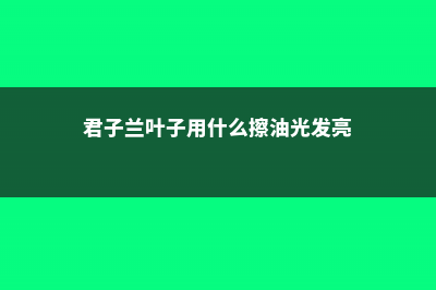 君子兰叶子用什么擦好 (君子兰叶子用什么擦油光发亮)