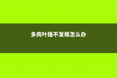 多肉叶插老不活？快给它翻个，让它侧躺，成活率100%！ (多肉叶插不发根怎么办)