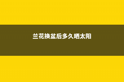 兰花换盆后多久施肥 (兰花换盆后多久晒太阳)