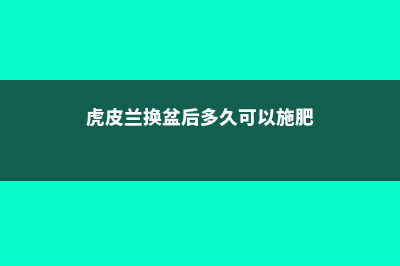 虎皮兰换盆后多久施肥 (虎皮兰换盆后多久可以施肥)