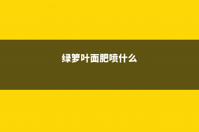 绿萝叶面施肥用什么 (绿箩叶面肥喷什么)