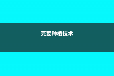 芫荽如何种植 (芫荽种植技术)