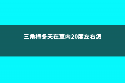 “三角梅”冬天这么养，零下也能冒“花苞”，花开满盆都羡慕！ (三角梅冬天在室内20度左右怎样?)