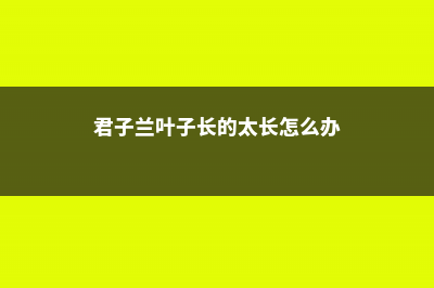 君子兰叶子长的“歪”，学会这招，叶宽厚油绿更整齐！ (君子兰叶子长的太长怎么办)