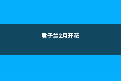 “君子兰”2月份，做这4个步骤，叶子粗壮焕生机！ (君子兰2月开花)