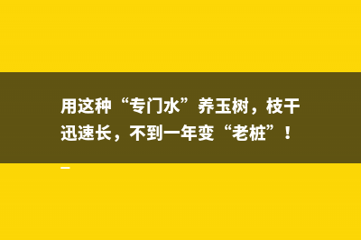 用这种“专门水”养玉树，枝干迅速长，不到一年变“老桩”！ 