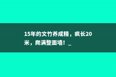 15年的文竹养成精，疯长20米，爬满整面墙！ 