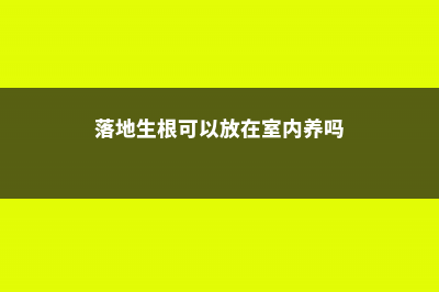 落地生根可以放室内吗 (落地生根可以放在室内养吗)